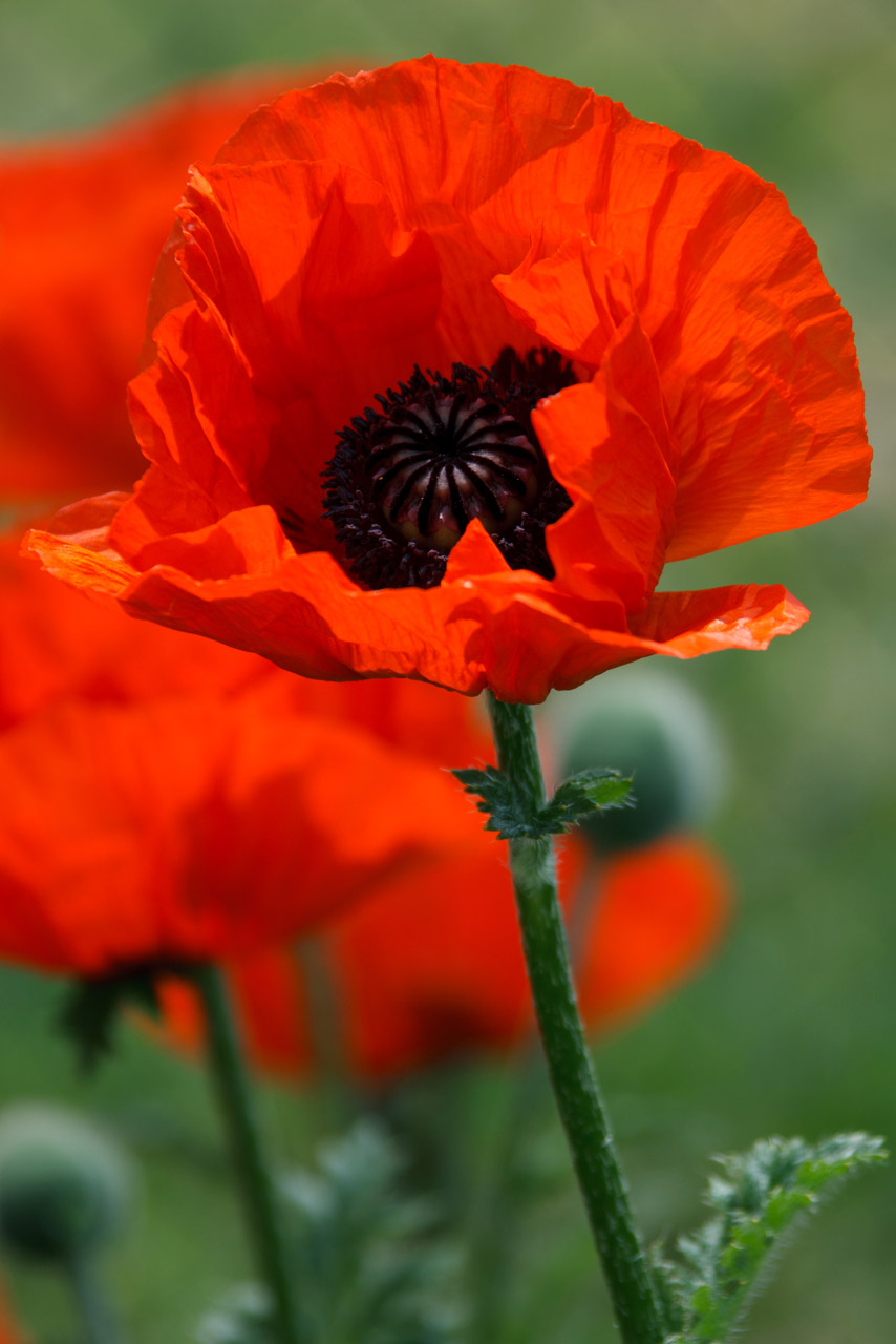 Poppies and Curls